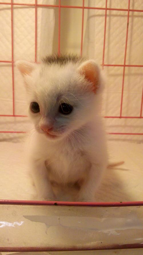 200ÒÚÃÀÔª£¡ÉϺ£2020ÄêÔ¤¼ÆÎüÊÕÍâ×Ê´´Àúʷиß