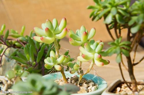 ּ̫ſعȨת йΪعɹɶ