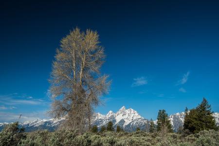 ӦԼһΪսҲޡ